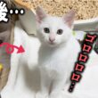 3分でシャーからゴロゴロ急変w白い子猫がやってきた！【預かり猫vol 9】