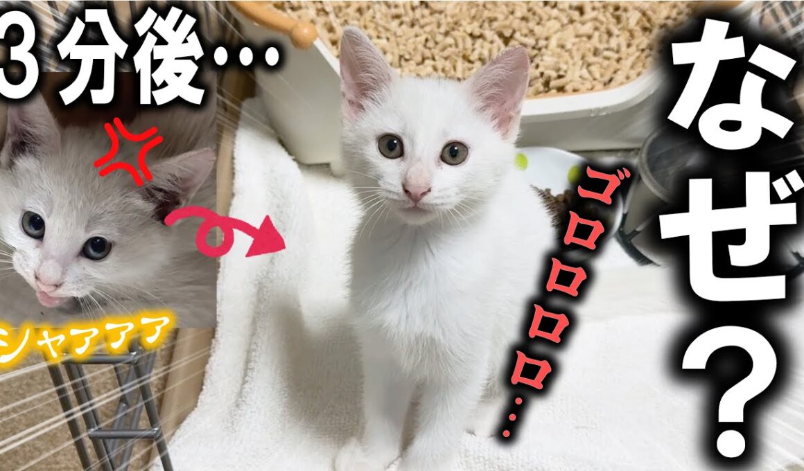 3分でシャーからゴロゴロ急変w白い子猫がやってきた！【預かり猫vol 9】