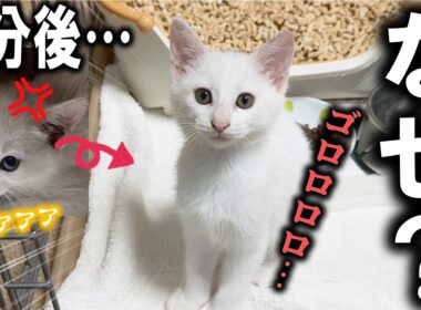 3分でシャーからゴロゴロ急変w白い子猫がやってきた！【預かり猫vol 9】