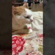 茶白ネコのジュニア。シャムの子ネコ雫が、寄り添い、ご機嫌。だったが、去られ、トホホ顔