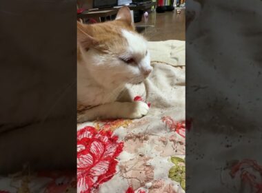 茶白ネコのジュニア。シャムの子ネコ雫が、寄り添い、ご機嫌。だったが、去られ、トホホ顔