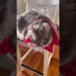 カールくんダメージ #ねこ動画 #アメリカンカール