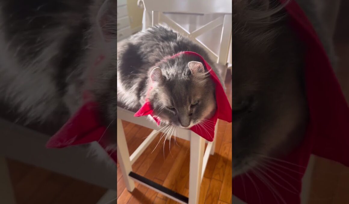 カールくんダメージ #ねこ動画 #アメリカンカール