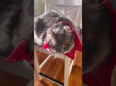カールくんダメージ #ねこ動画 #アメリカンカール