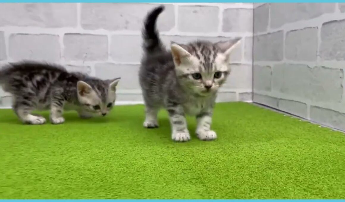 Coo&RIKU　No.00734603 アメリカンショートヘアー