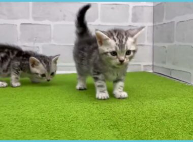 Coo&RIKU　No.00734603 アメリカンショートヘアー