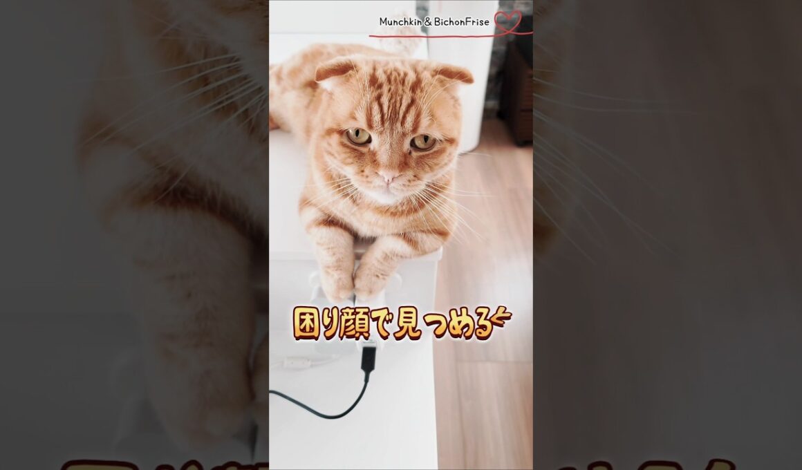 【マンチカン】困り顔の短足猫が可愛い 【犬と猫、両方飼ってると毎日かわいい♥】