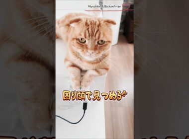 【マンチカン】困り顔の短足猫が可愛い 【犬と猫、両方飼ってると毎日かわいい♥】