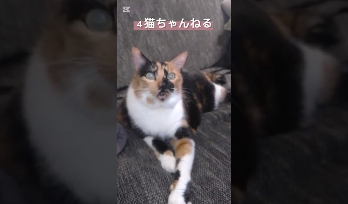 【ノリノリな猫】#ねこ #三毛猫 #ペット #日本猫 #和猫 #ノリノリ #shorts