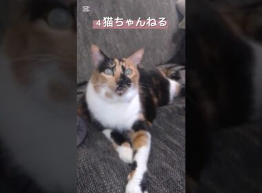 【ノリノリな猫】#ねこ #三毛猫 #ペット #日本猫 #和猫 #ノリノリ #shorts