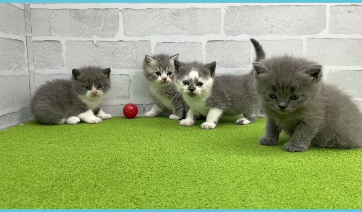 Coo&RIKU　No.00734606 ブリティッシュショートヘアー