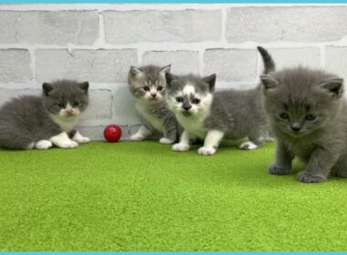 Coo&RIKU　No.00734606 ブリティッシュショートヘアー