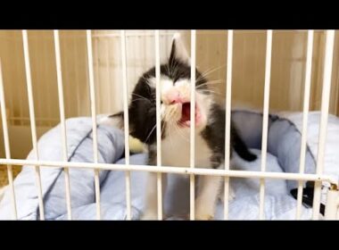 ケージから出たくて可愛く暴れる子猫