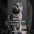 シャルトリュー　　　　　　~ 猫版のフランス人形 ~