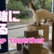 バーマン猫ラフ【一緒に寝る】Sleep together（バーマン猫）Birman/Cat