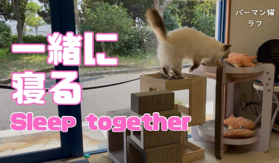 バーマン猫ラフ【一緒に寝る】Sleep together（バーマン猫）Birman/Cat
