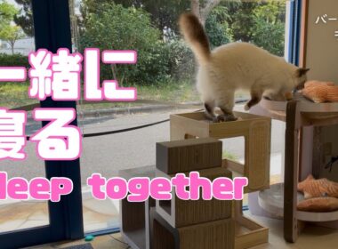 バーマン猫ラフ【一緒に寝る】Sleep together（バーマン猫）Birman/Cat