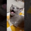 【ロシアンブルー】めろんベル押し🛎️のおててがね...🤭【猫】#shorts