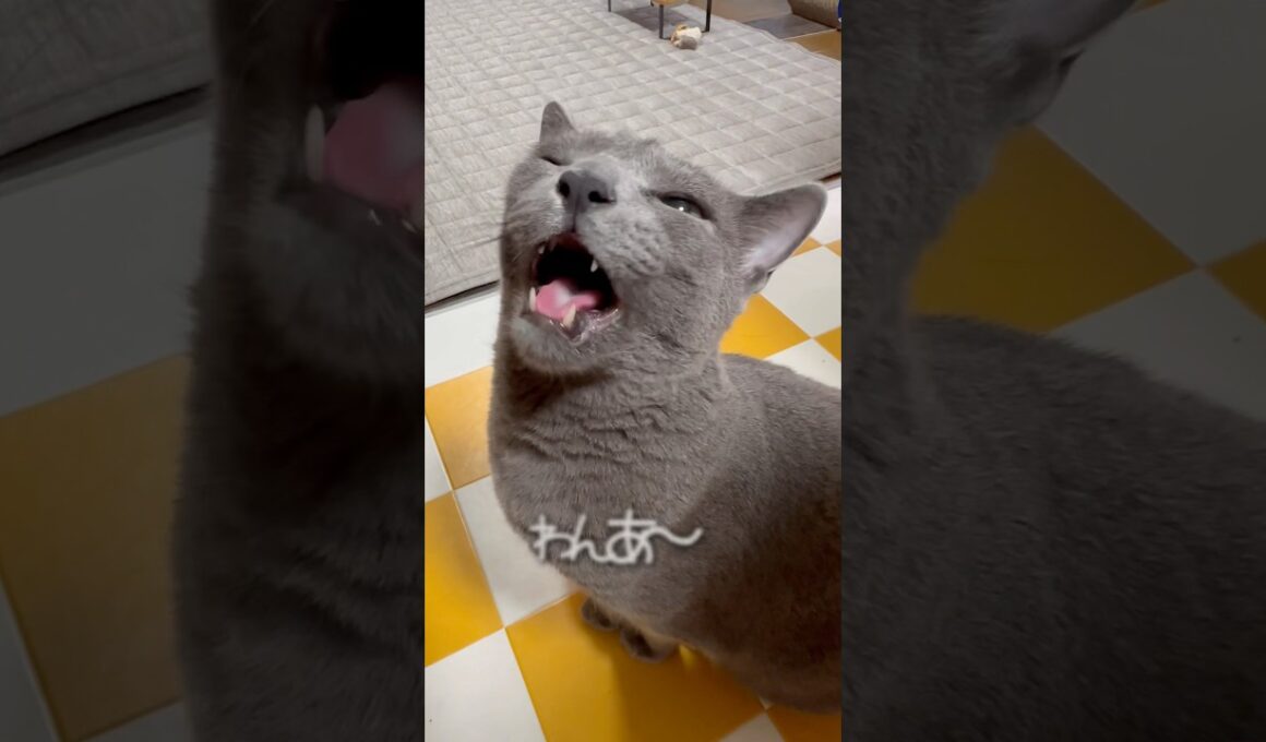 【ロシアンブルー】めろんベル押し🛎️のおててがね...🤭【猫】#shorts