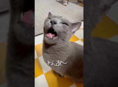 【ロシアンブルー】めろんベル押し🛎️のおててがね...🤭【猫】#shorts