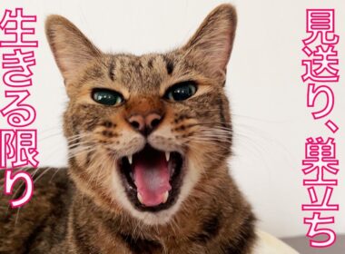 保護黒子猫兄妹、旅の終わりと続く猫の縁　The bonds with cats continue