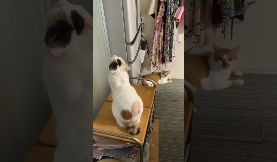 三毛猫ジャンプ