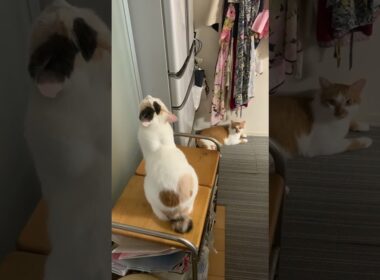 三毛猫ジャンプ