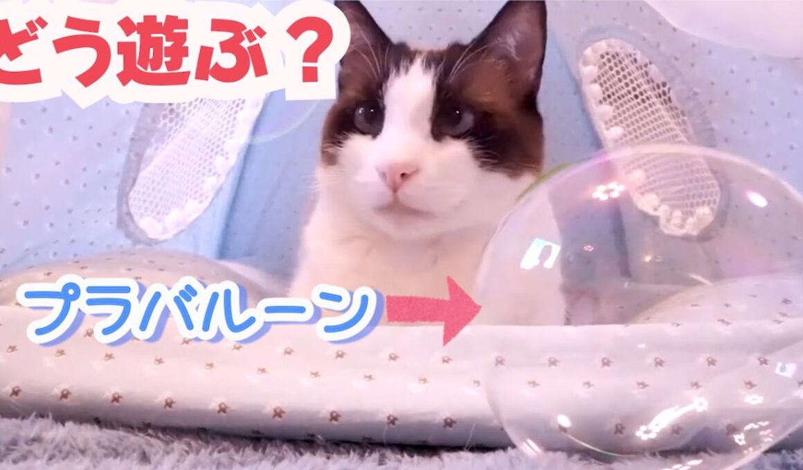 プラバルーンをぶつけられても○○なスノーシュー猫 A cat hit by a plastic balloon