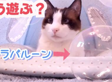 プラバルーンをぶつけられても○○なスノーシュー猫 A cat hit by a plastic balloon