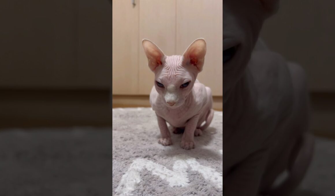 毛のない猫の皺と瞼が可愛すぎる【スフィンクス猫】