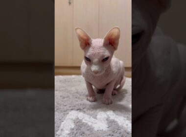 毛のない猫の皺と瞼が可愛すぎる【スフィンクス猫】