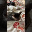 キジシロのルルに、ジャブ連打しまくるシャムの子ネコ雫ｗ。勝利した後、黒猫の子ネコ黒夢にも