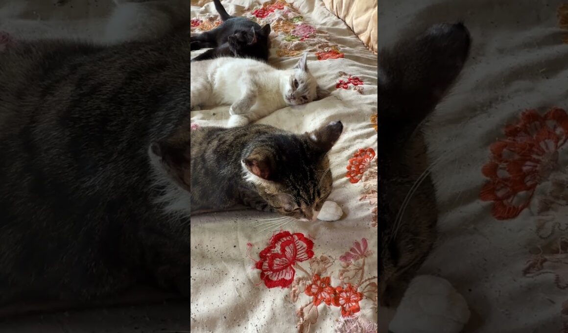 キジシロのルルに、ジャブ連打しまくるシャムの子ネコ雫ｗ。勝利した後、黒猫の子ネコ黒夢にも