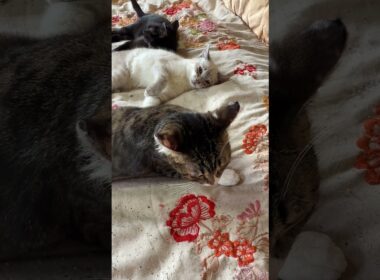 キジシロのルルに、ジャブ連打しまくるシャムの子ネコ雫ｗ。勝利した後、黒猫の子ネコ黒夢にも