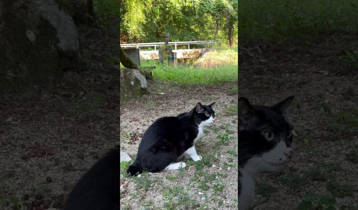 ⭐︎ブッダファミリー番外編⭐︎〜魅惑のボブテールはーくん🩷〜