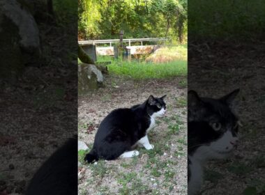 ⭐︎ブッダファミリー番外編⭐︎〜魅惑のボブテールはーくん🩷〜