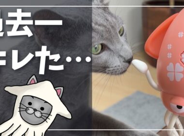 謎のイカにビビり散らかす猫が面白すぎたが…【ロシアンブルー】