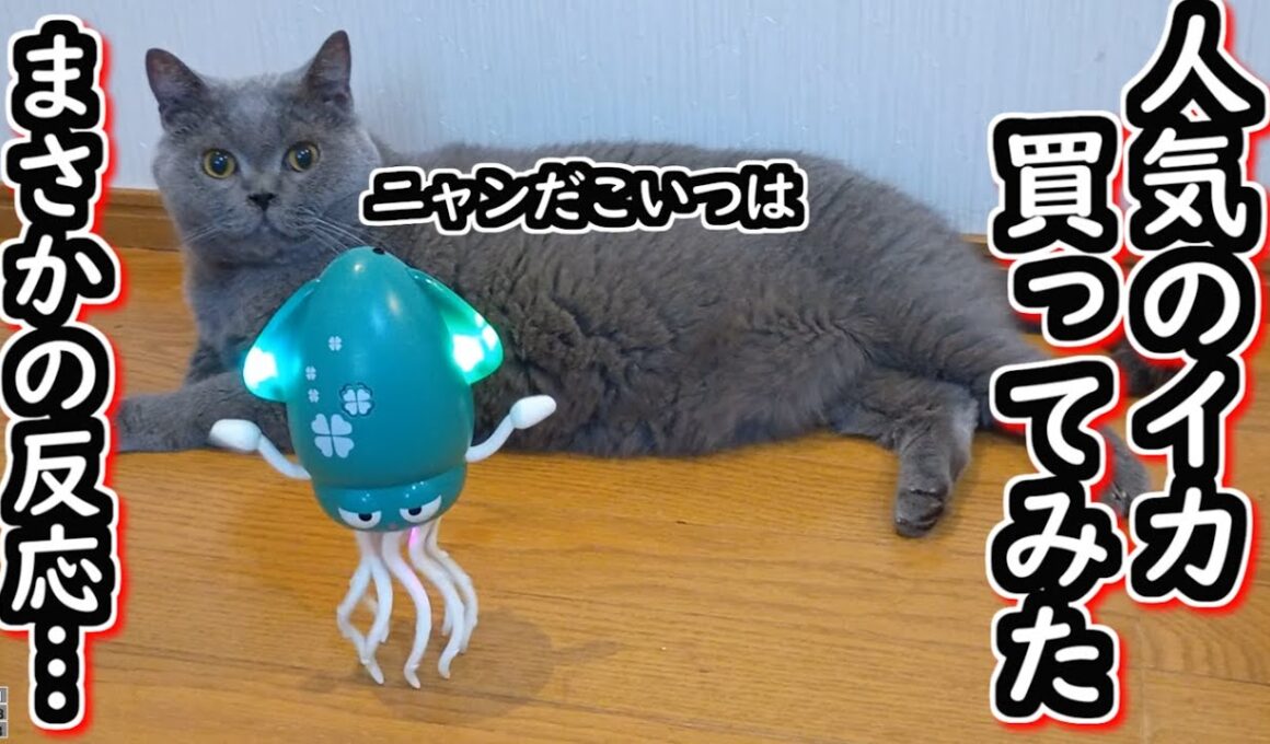 【ブリティッシュショートヘア】大人気のイカのおもちゃを猫にあげてみたら、まさかの結果に…【ねこのいる暮らし】