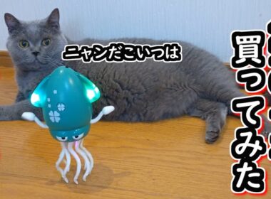 【ブリティッシュショートヘア】大人気のイカのおもちゃを猫にあげてみたら、まさかの結果に…【ねこのいる暮らし】