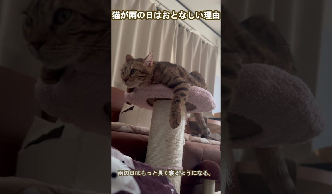 猫が雨の日に大人しい理由　#ネコ #雨の日  #ベンガル