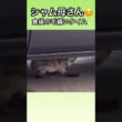 シャム母さん食後の毛繕いリラックスタイム。地域猫、野良猫。