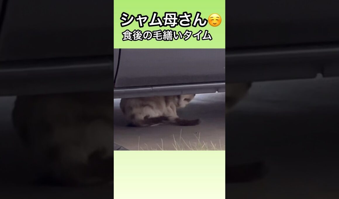 シャム母さん食後の毛繕いリラックスタイム。地域猫、野良猫。