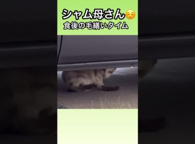 シャム母さん食後の毛繕いリラックスタイム。地域猫、野良猫。