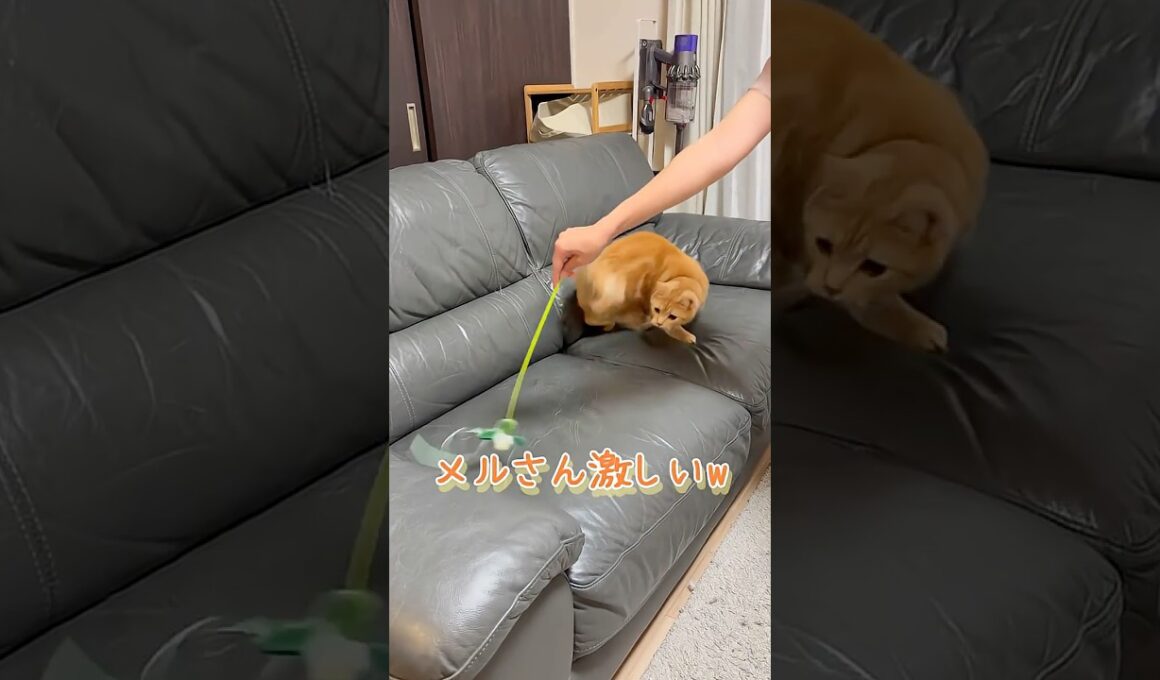 愛猫と遊ぶことが1番の幸せです　#ネコ #cat  #ねこ  #shorts
