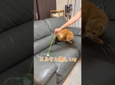 愛猫と遊ぶことが1番の幸せです　#ネコ #cat  #ねこ  #shorts