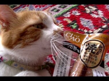 海外の猫に日本のCIAO焼かつおをあげてみた！無我夢中で食べる！！