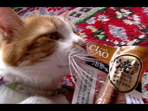 海外の猫に日本のCIAO焼かつおをあげてみた！無我夢中で食べる！！