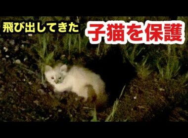 暗闇でさまよっていた子猫を保護しました