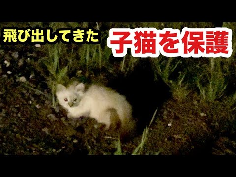 暗闇でさまよっていた子猫を保護しました