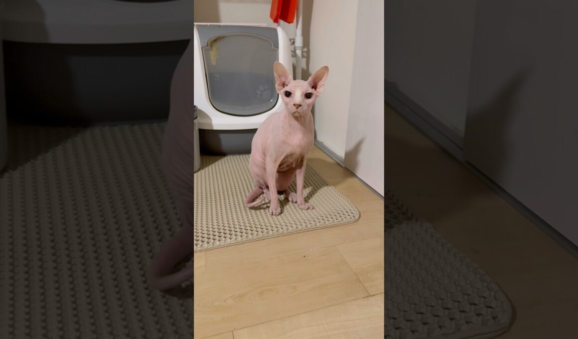 夜中に起きてきて甘える猫アレクサンドラ【スフィンクス】